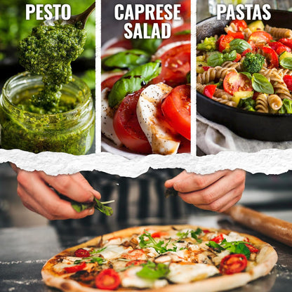 (20 Packs) Seed Needs Basil Seeds for Planting Italian Large Leaf Herbs - Non-GMO Heirloom & Untreated - Grow an Indoor