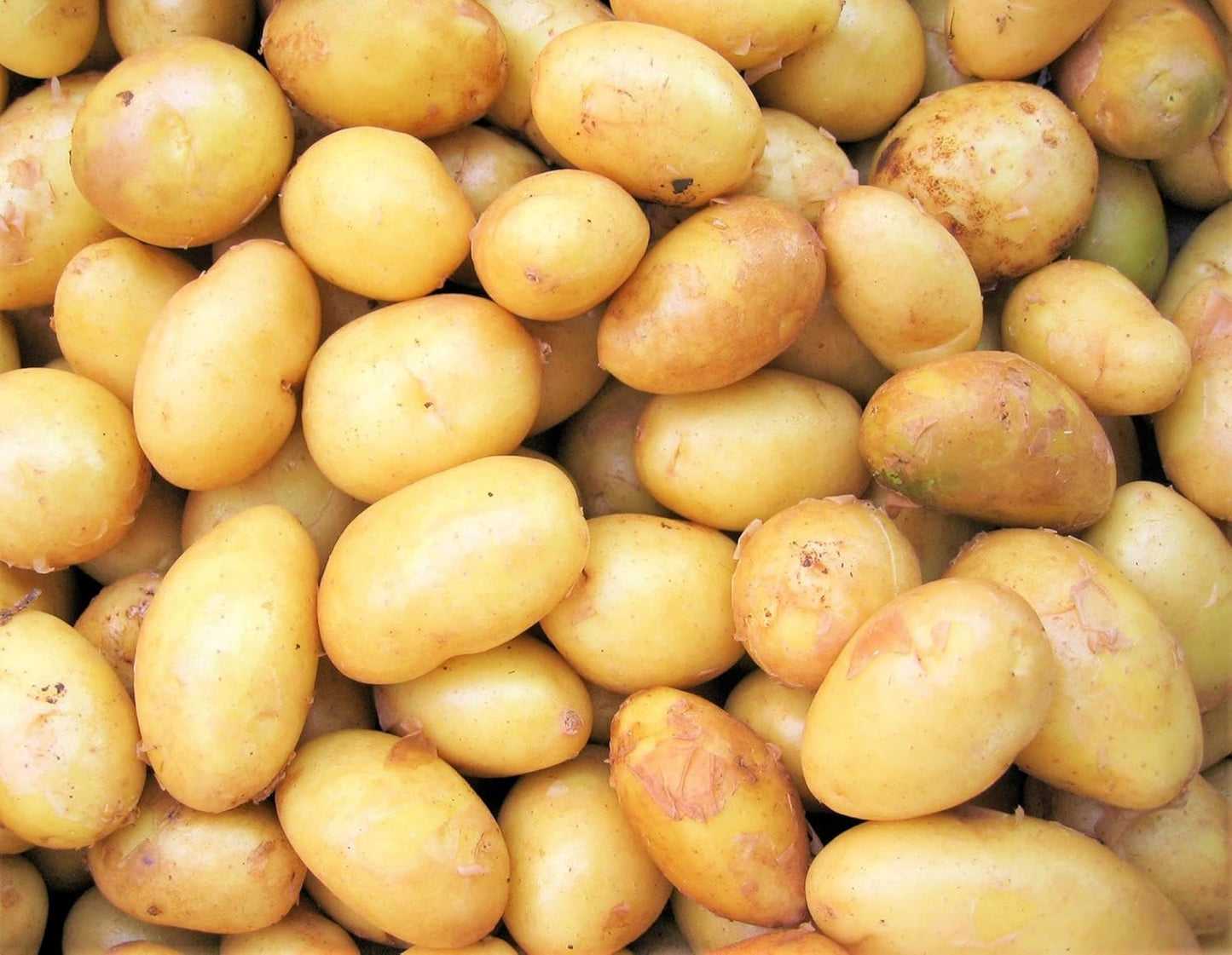 Bulbs 2026-1 TomorrowSeeds - Kennebec Seed Potatoes - USDA Certified for Growers Size B Non GMO Chipping White Potato