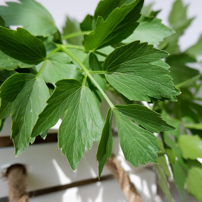 (1 Pack) Seed Needs Lovage Seeds for Planting - Non-GMO Heirloom & Untreated Herbs to Plant a Medicinal/Culinary Home