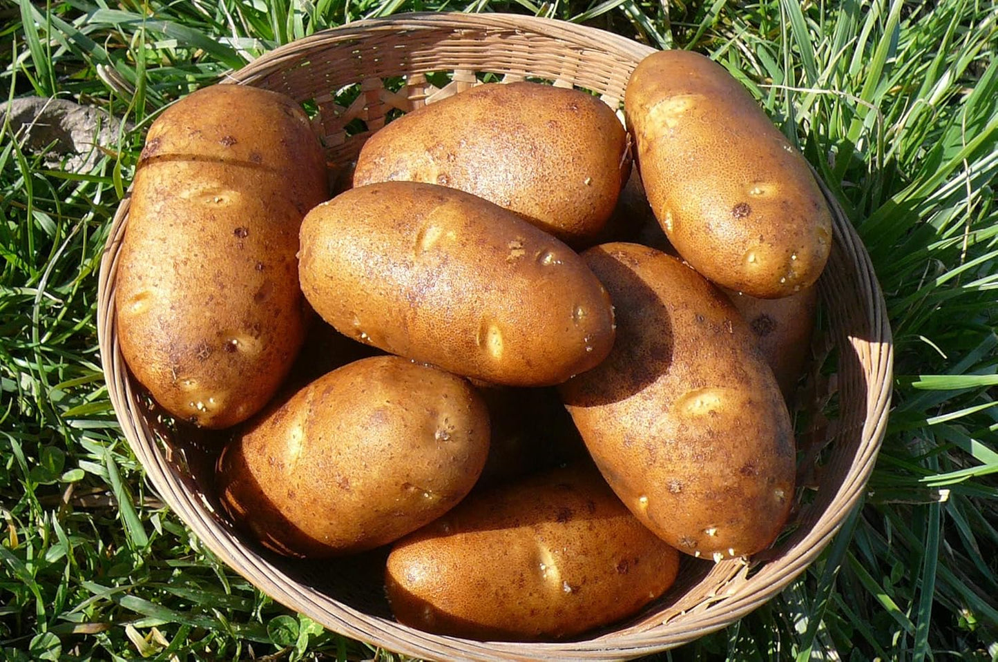 Russet Bulbs 2026-5 TomorrowSeeds - Seed Potatoes - USDA Certified for Growers Size B Non GMO Brown Burbank Idaho