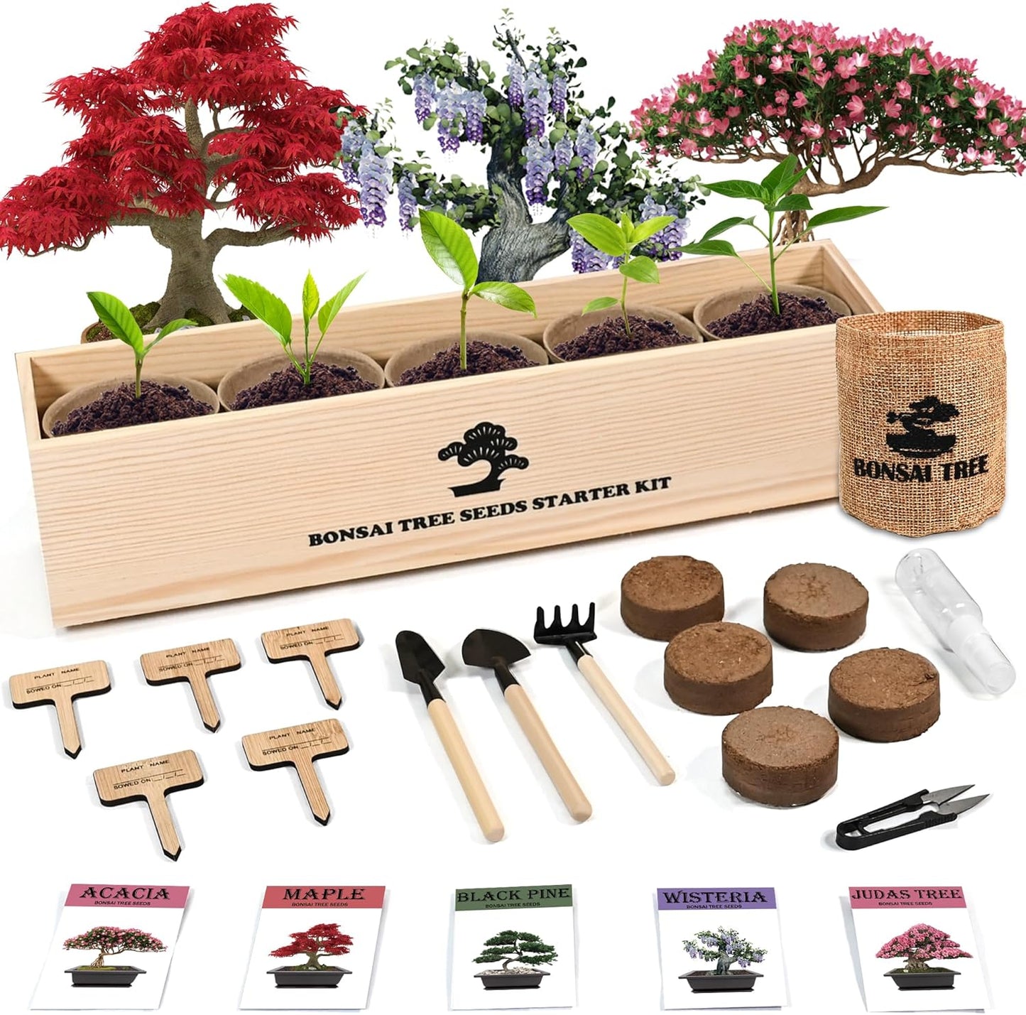 5 Indoor Bonsai Garden Starter Kit, Seeds Growing into Red Maple, Wisteria, Black Pine, Judas Tree, Acacia, Including