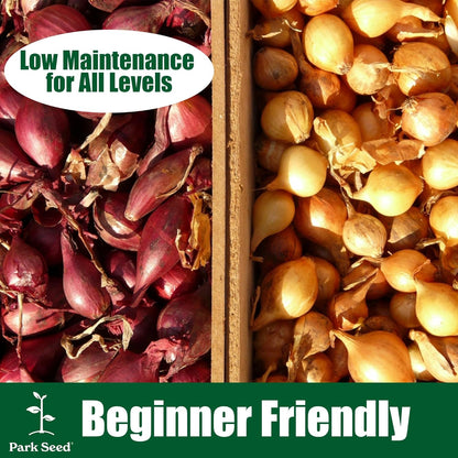 135-Day Bulbs, Pack 200 Park Seed Candy Hybrid Onion Seeds Day-Neutral Yellow Variety, Early and Flavorful Maturity