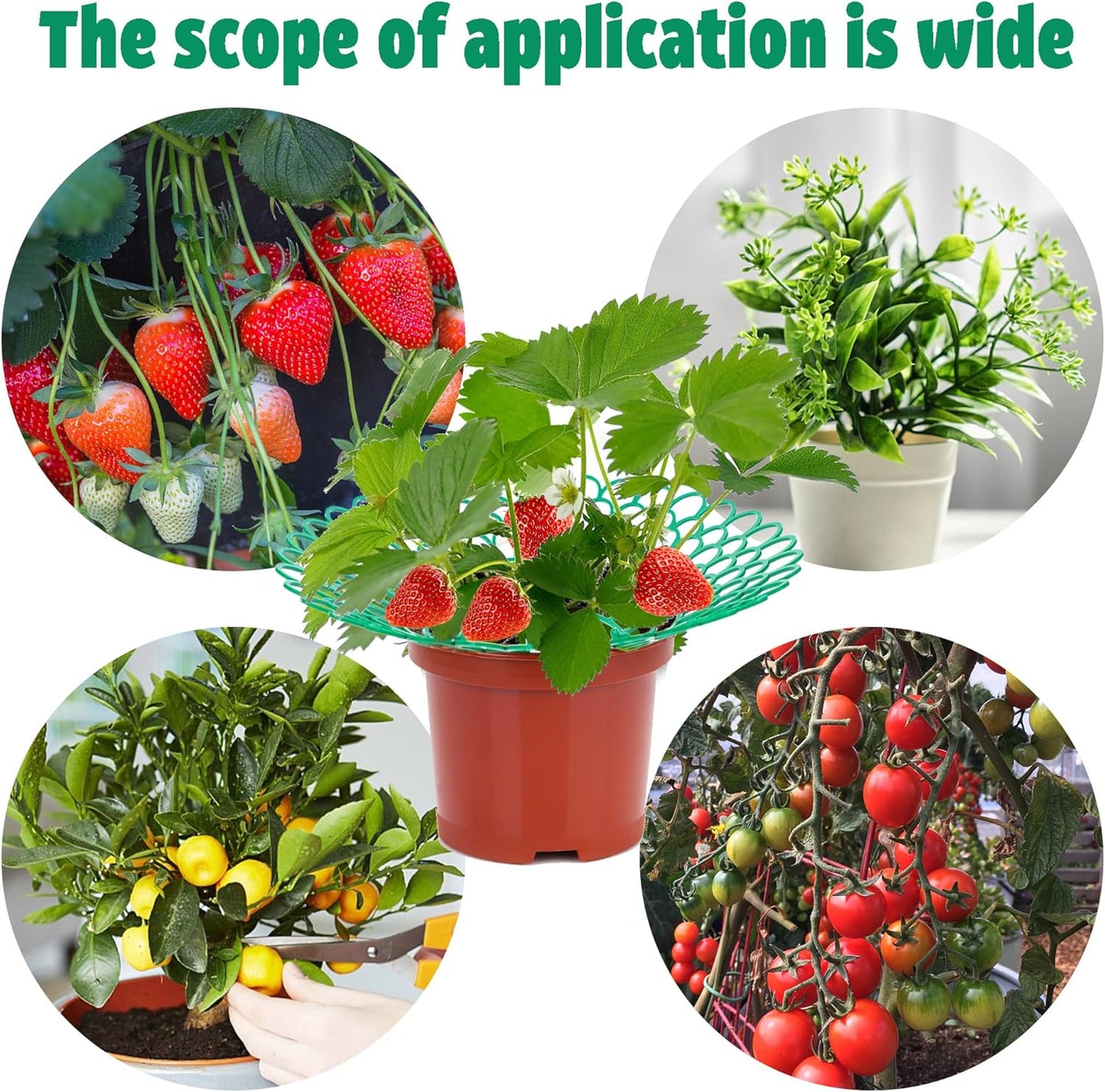 Fairooth 6 Pack 3 Strawberry Supports Strawberry Plant Support Stand Strawberry Growing Racks Protector Strawberry