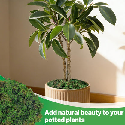 17oz Large Pack Natural Green Moss for Plants Indoor - Dried Forest Real Moss for Crafts, Artificial Fairy Gardens, Mosswall, Glass Terrariums, Floral Design, Home Decor