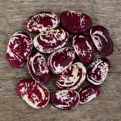 8oz (~200 Christmas Speckled Lima Bean - Bulk Seeds) - Heirloom Butter Bean Variety, USA-Grown, Non-GMO Butterbean