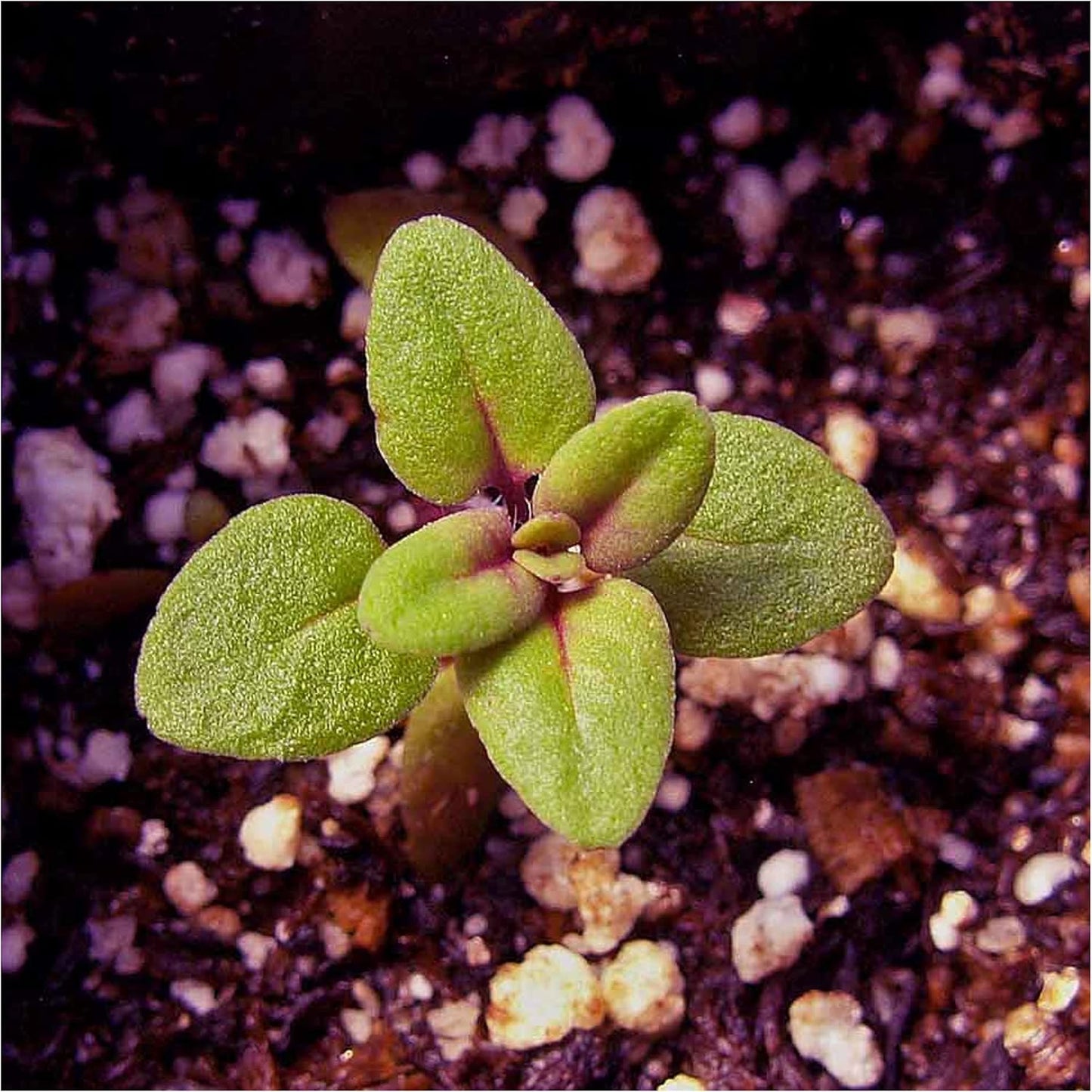 5,000 (1 Pack) Seed Needs, Mother of Thyme Creeping Thyme Seeds Seeds for Planting Thymus serpyllum - Perennial Flowers