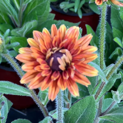 Black Eyed Susan Seeds by Heirloom - 500 Non-GMO Rustic Orange & Yellow Rudbeckia for Autumn Gardens
