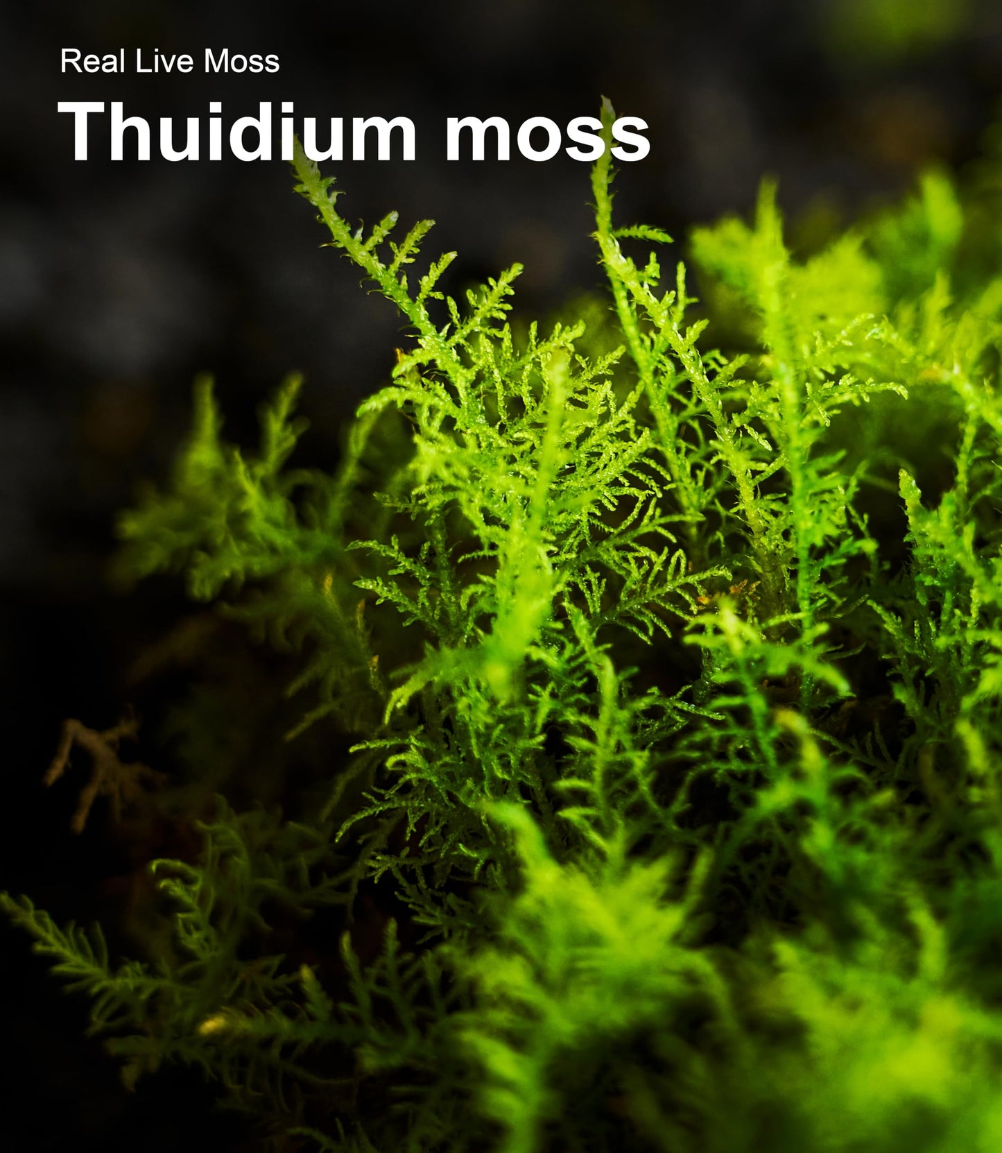 Live Moss Variety Pack for Reptiles– 3-Pack Mixed Real Terrarium Mosses (Each 3.5" x 7") – Live Sheet/Sphagnum Moss for Snake Gecko Turtle Frog Habitats, DIY Plant Décor – Fresh Reptiles Substrate