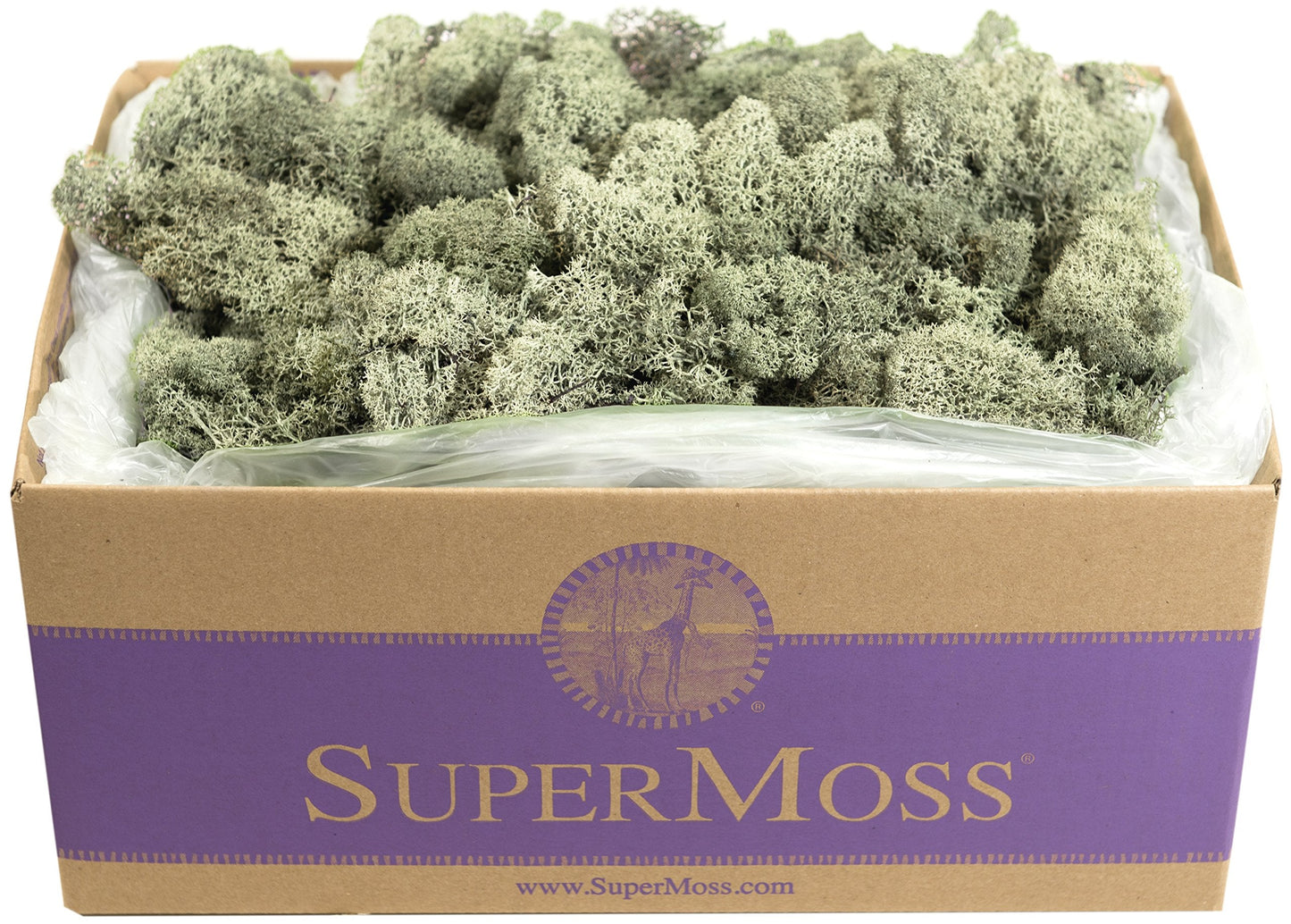 SuperMoss (25115) Reindeer Moss Preserved, Moss Green, 3lbs