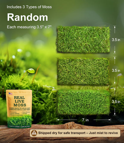 Live Moss Variety Pack for Reptiles– 3-Pack Mixed Real Terrarium Mosses (Each 3.5" x 7") – Live Sheet/Sphagnum Moss for Snake Gecko Turtle Frog Habitats, DIY Plant Décor – Fresh Reptiles Substrate