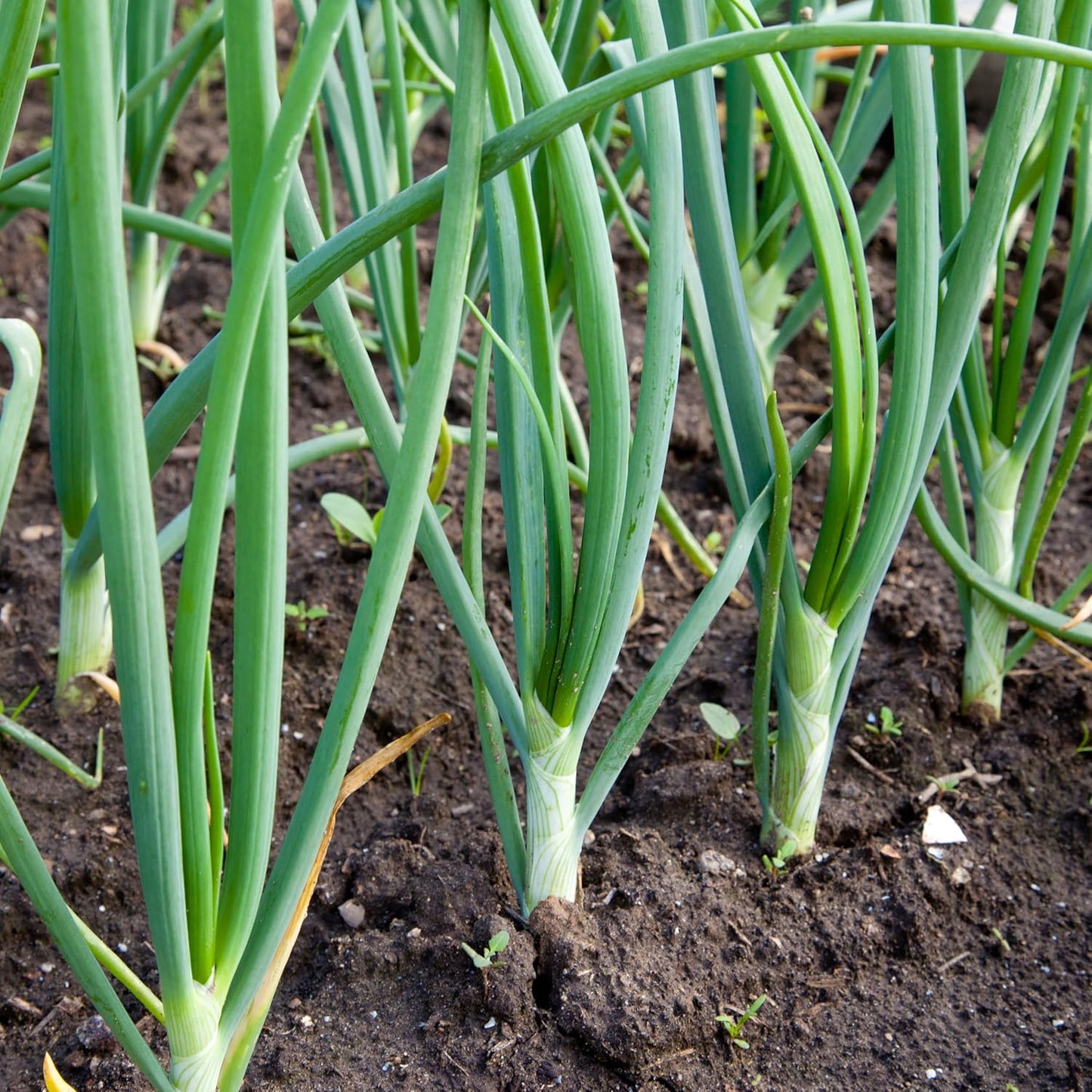 Sets 1 Bulbs Stargazer Perennials Yellow Stuttgarter Onion Pound | Naturally Grown Non-GMO - Easy To Grow