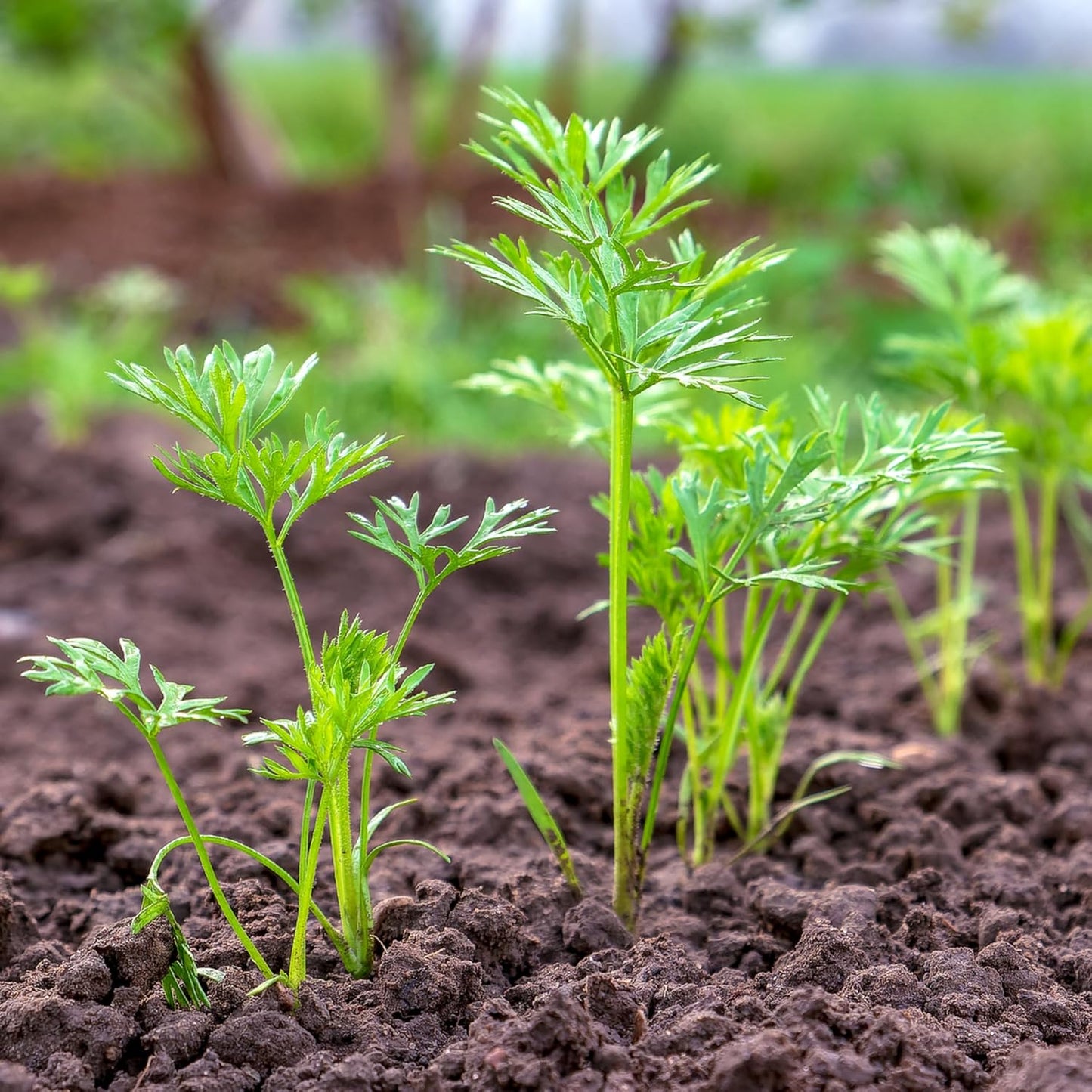 (1 Pack) Seed Needs Carrot Seeds for Planting Tendersweet Carrots - Non-GMO Heirloom & Untreated Vegetable Seed