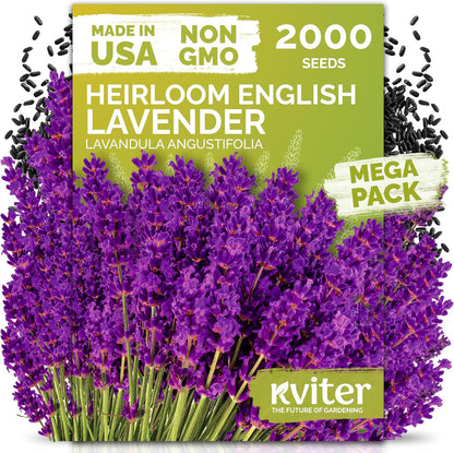 2000 KVITER English Lavender Seeds for Planting Outdoor & Indoor (Lavandula angustifolia) True Lavender Flowers