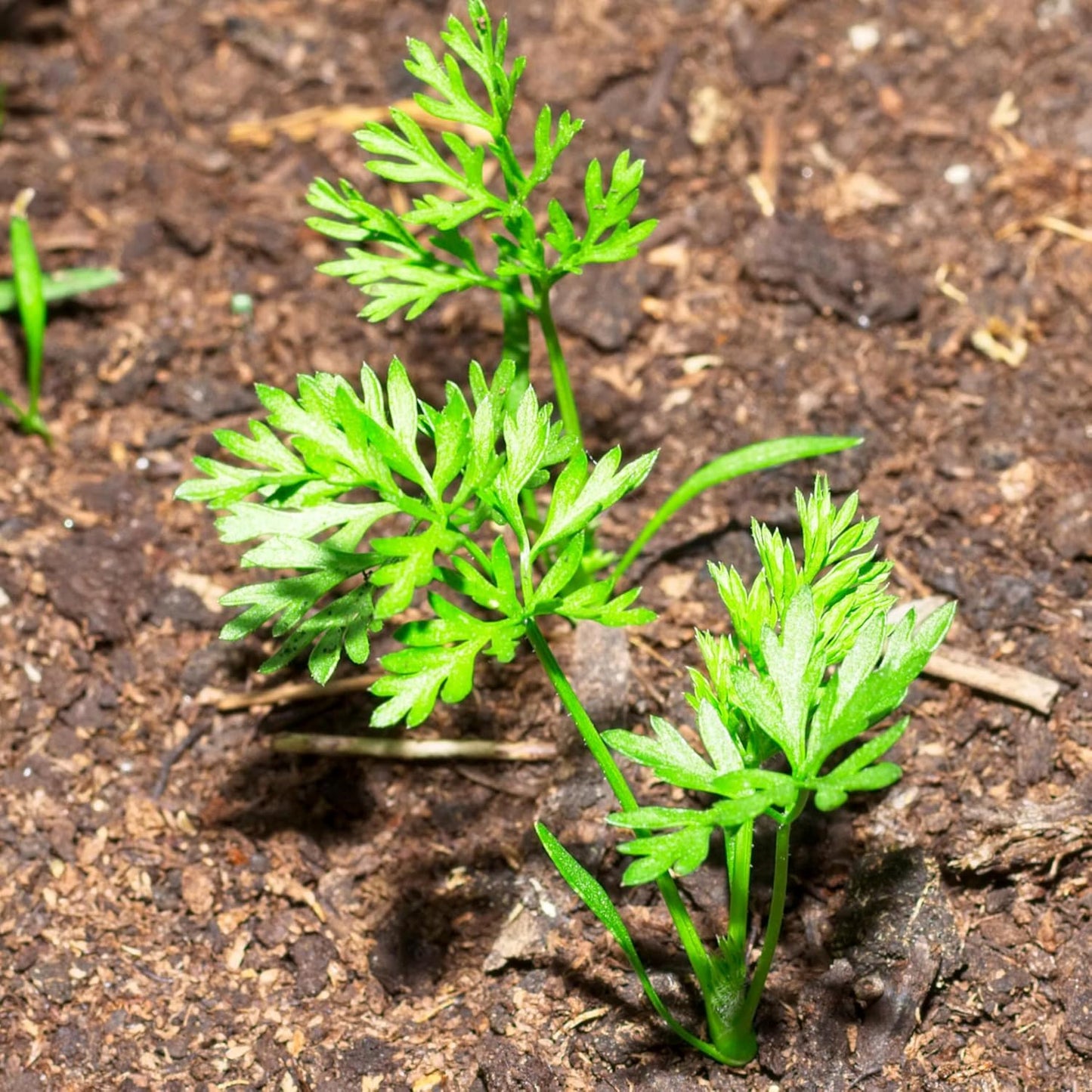 (5 Packs) Seed Needs Carrot Seeds for Planting Paris Market Carrots - Non-GMO Heirloom & Untreated Annual Cool Weather