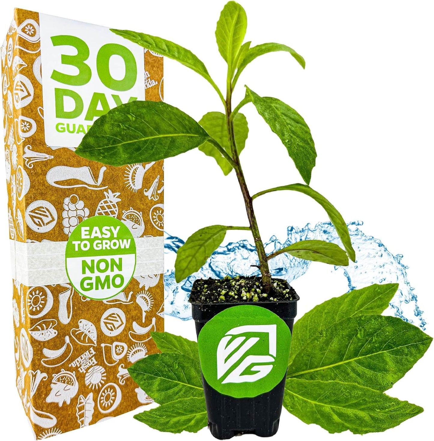 Longevity Spinach Live Plant - Gynura procumbens - Wellspring Gardens Nutrient-Rich Live Vegetable Plants - Vibrant