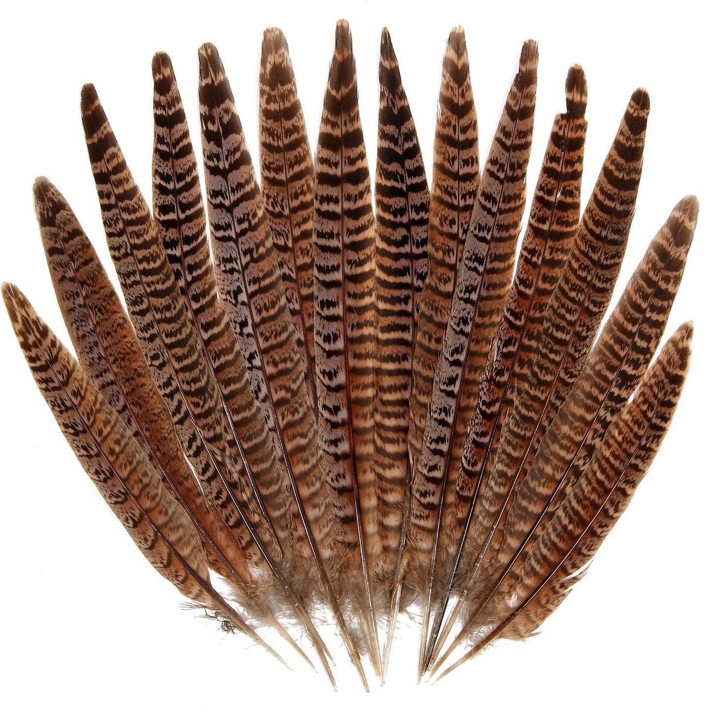 20pcs Female Pheasant Feather Natural Ringneck Tails Feathers 8-10inch 20-25cm for Crafts Home Wedding Party Performance DIY Decoration Pheasant Feather,Female Pheasant Feathers
