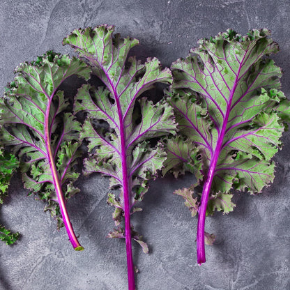(1 Pack) Seed Needs Kale Seeds for Planting Red Russian Kale Vegetables - Non-GMO Heirloom & Untreated Vegetable Seed