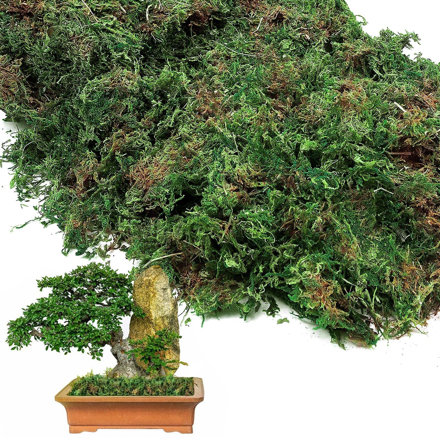 17oz Large Pack Natural Green Moss for Plants Indoor - Dried Forest Real Moss for Crafts, Artificial Fairy Gardens, Mosswall, Glass Terrariums, Floral Design, Home Decor