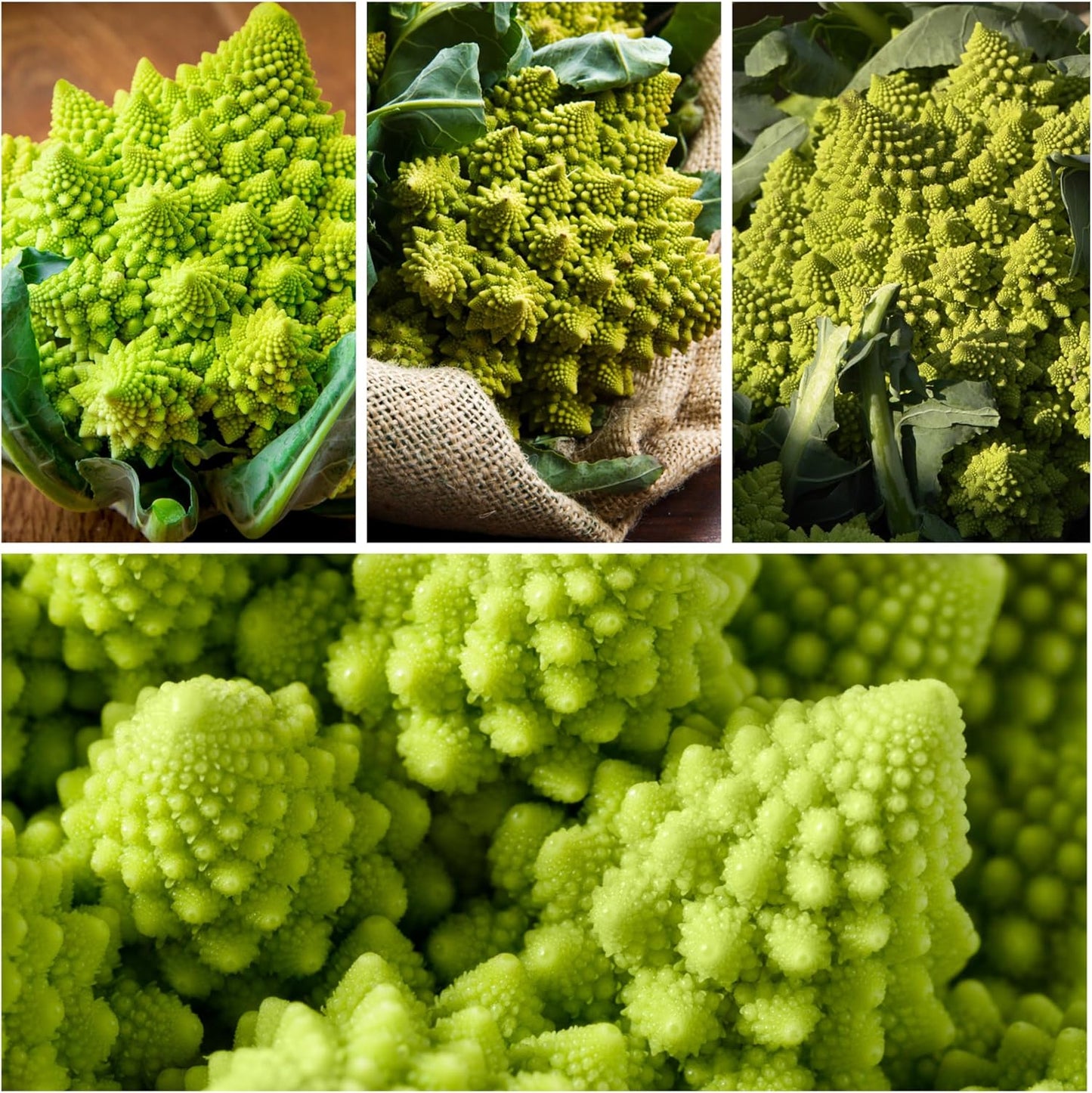 (1 Pack) Seed Needs Cauliflower Seeds for Planting Romanesco Broccoli/Cauliflowers - Non-GMO Heirloom & Untreated