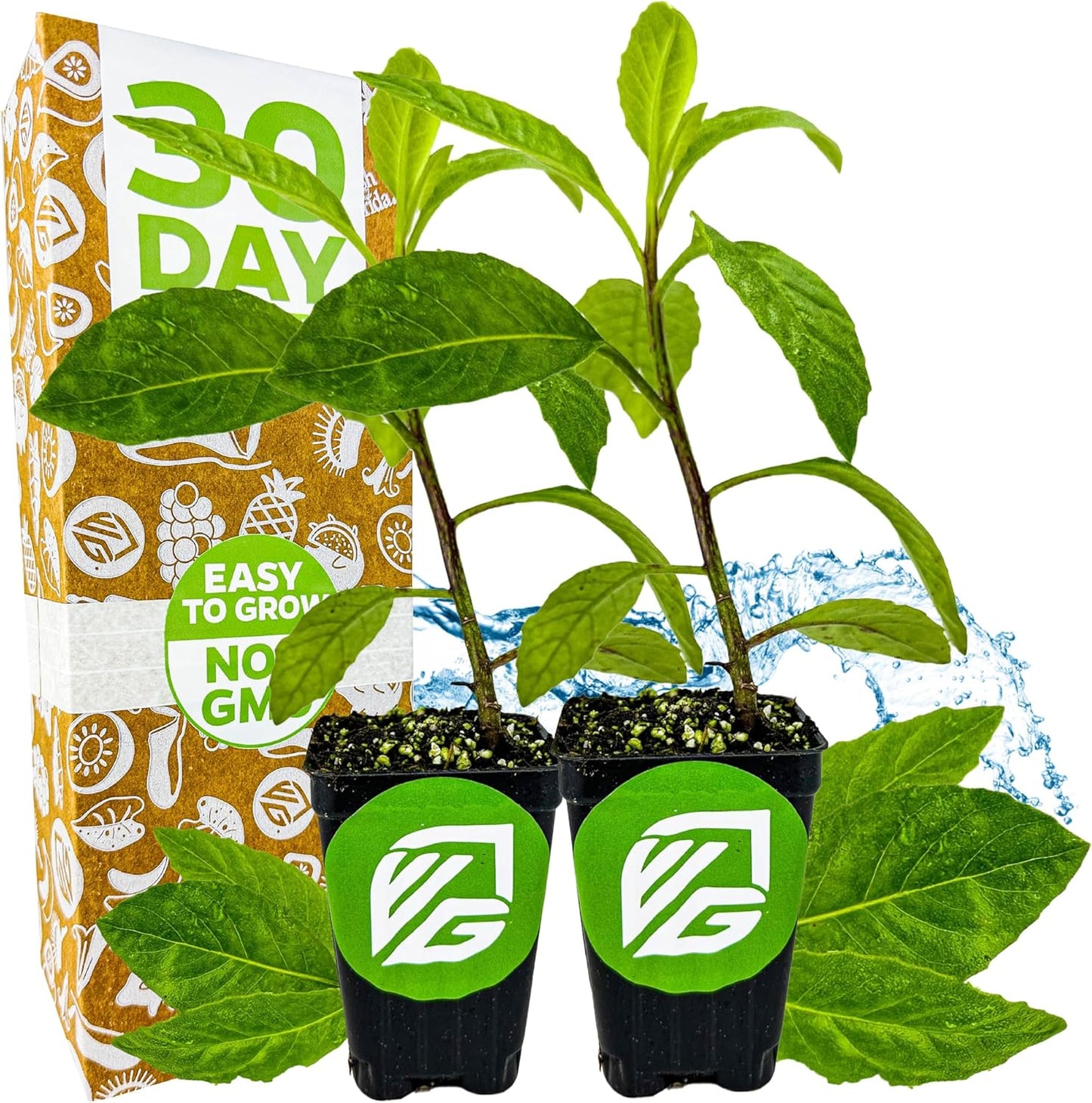 (2-Pack) Longevity Spinach Live Plant - Gynura procumbens - Wellspring Gardens Nutrient-Rich Live Vegetable Plants
