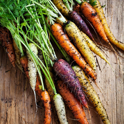(5 Packs) Seed Needs Carrot Seeds for Planting Rainbow Carrots - Non-GMO Heirloom & Untreated Veggie Seed to Grow a