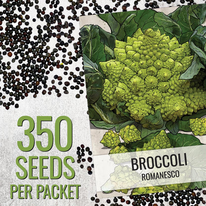 5 Packs) Seed Needs Cauliflower Seeds for Planting Romanesco Broccoli/Cauliflowers - Non-GMO Heirloom & Untreated