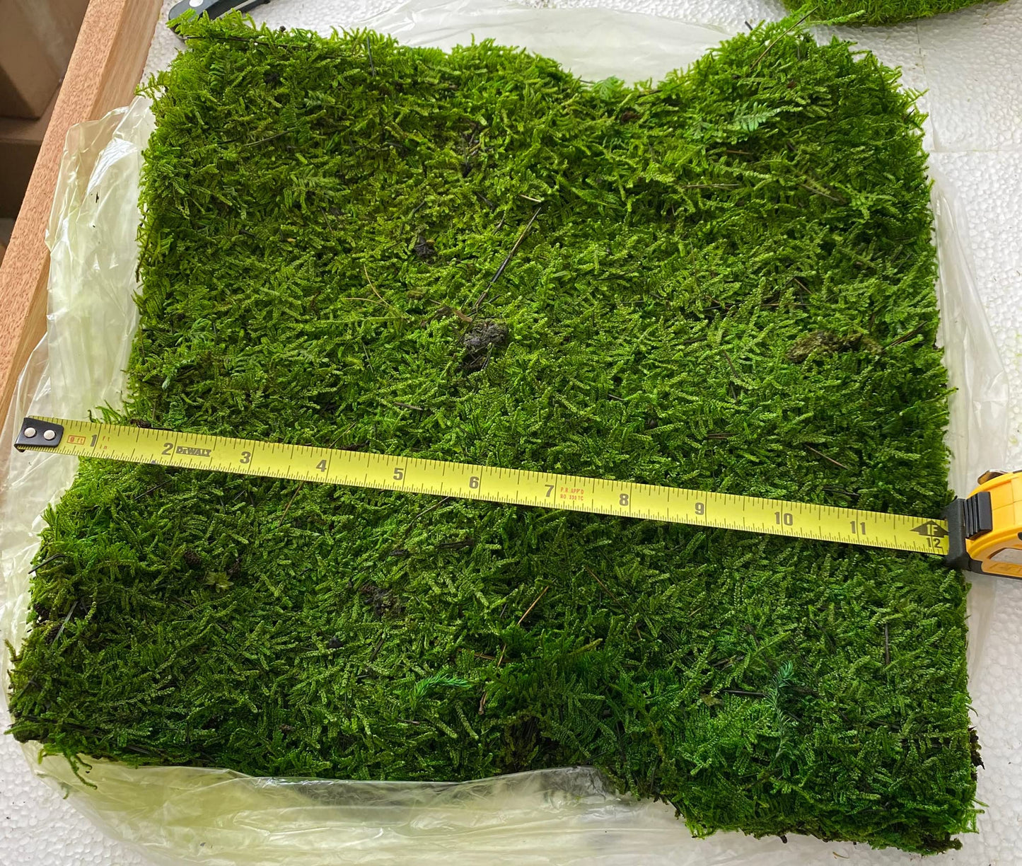 Prefleur Preserved Sheet Moss Natural Green Decorative Real Natural Green DIY Kit Gardenning Art Wall Decor Florist Decor Easter Table Decor Wedding 2 sq.ft.Green-B