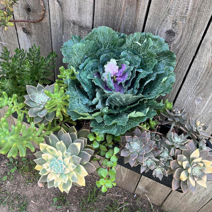 Admired By Nature Faux Cabbage Artificial Vegetables, Realistic Fake Food Plant Props for Home & Kitchen Decoration,