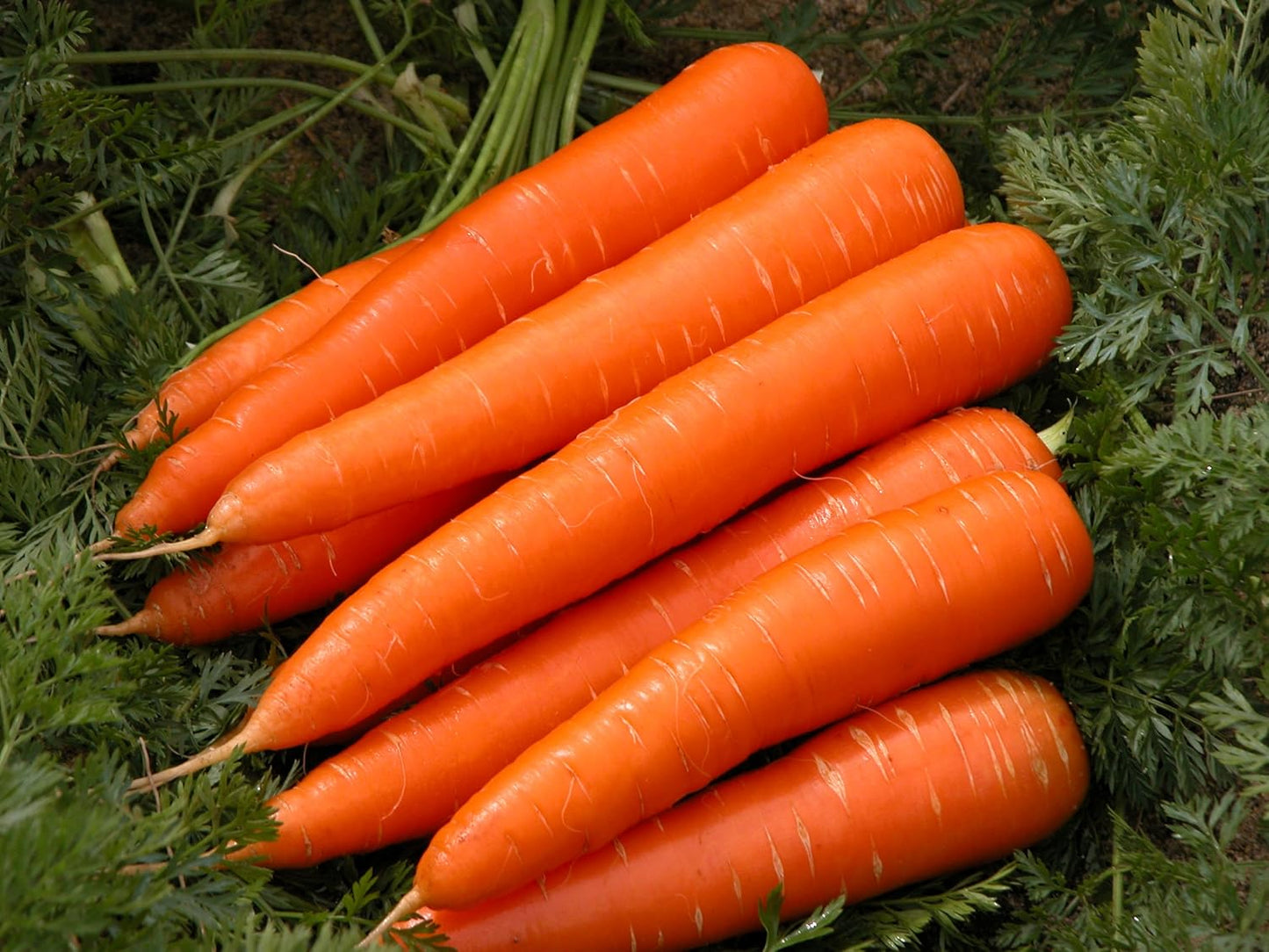 NIKA SEEDS 1000 Seeds Vegetable Carrot Red Giant - Seeds