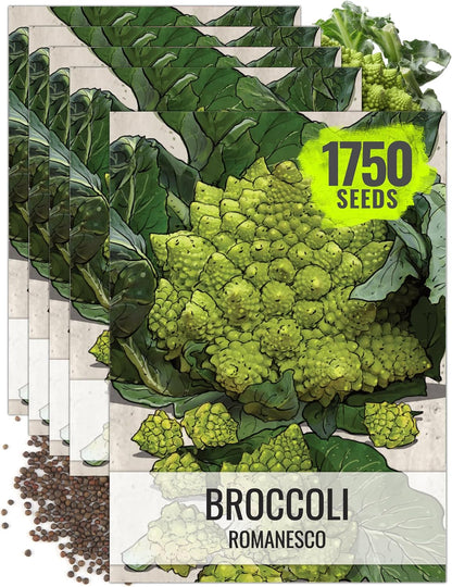 5 Packs) Seed Needs Cauliflower Seeds for Planting Romanesco Broccoli/Cauliflowers - Non-GMO Heirloom & Untreated