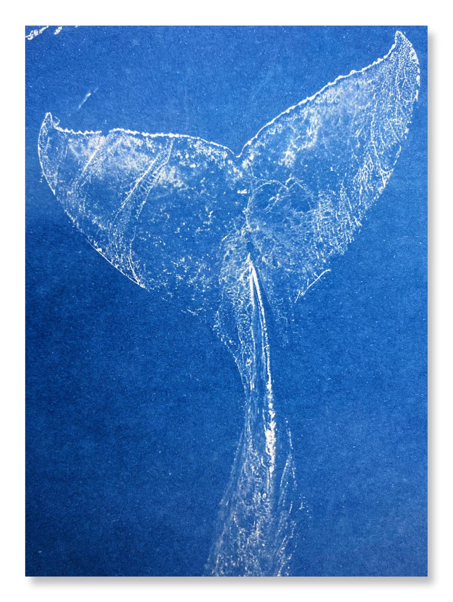 UrekaGo Cyanotype Paper Refill Kit - 20 Pre-Coated 8" X 10" Sheets