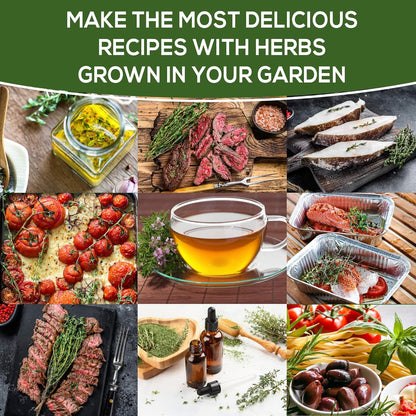 Pack 200+ Thyme Seeds for Planting Home Garden Herbs - Non-GMO, Heirloom, Untreated, and USA Grown Variety - Individual