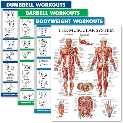 Palace Learning Dumbbell & Barbell Workout Charts - Set of 4 Laminated Muscle Guides (18" x 24")