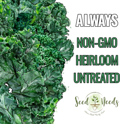 (5 Packs) Seed Needs Kale Seeds for Planting Vates Blue Scotch Curled Kale Vegetables - Non-GMO Heirloom & Untreated