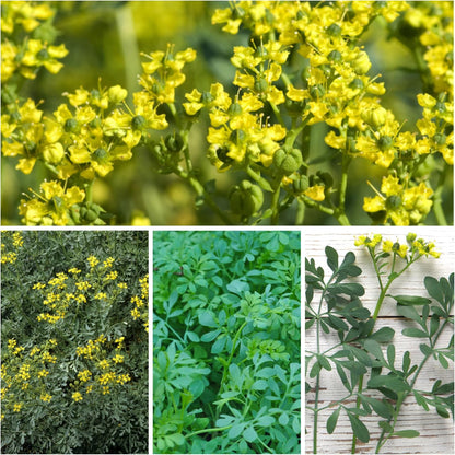 (1 Pack) Seed Needs Rue Seeds for Planting - Non-GMO Heirloom & Untreated Perennial Herb Seed to Plant a Home Grown