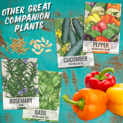 (5 Packs) Seed Needs Tiny Tim Tomato Seeds for Planting Dwarf Cherry Tomatoes - Non-GMO Heirloom & Untreated Veggie
